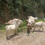 nepal fotos reiseberichte 16